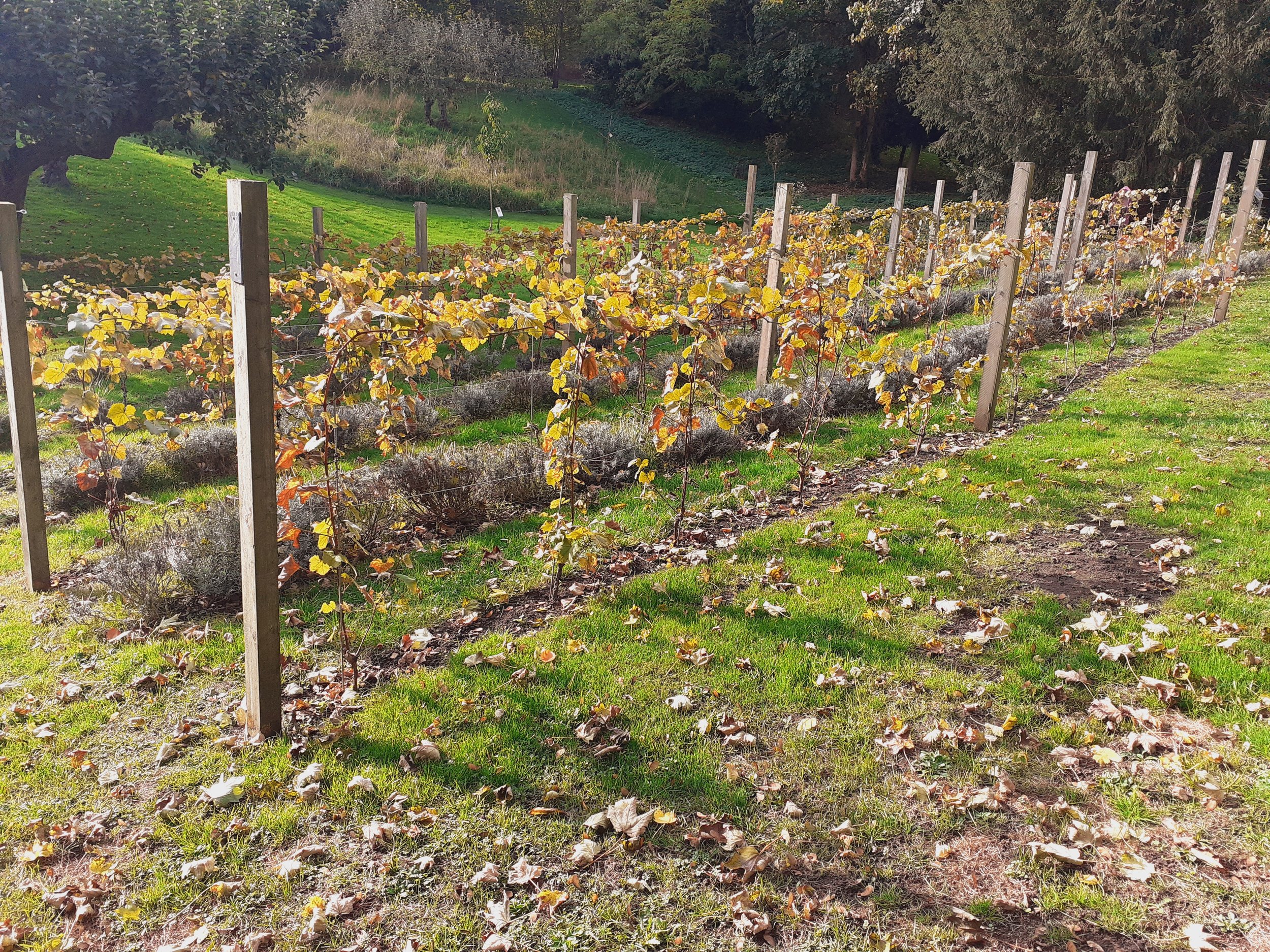 Photograph of the recently planted vineyard in Autumn.